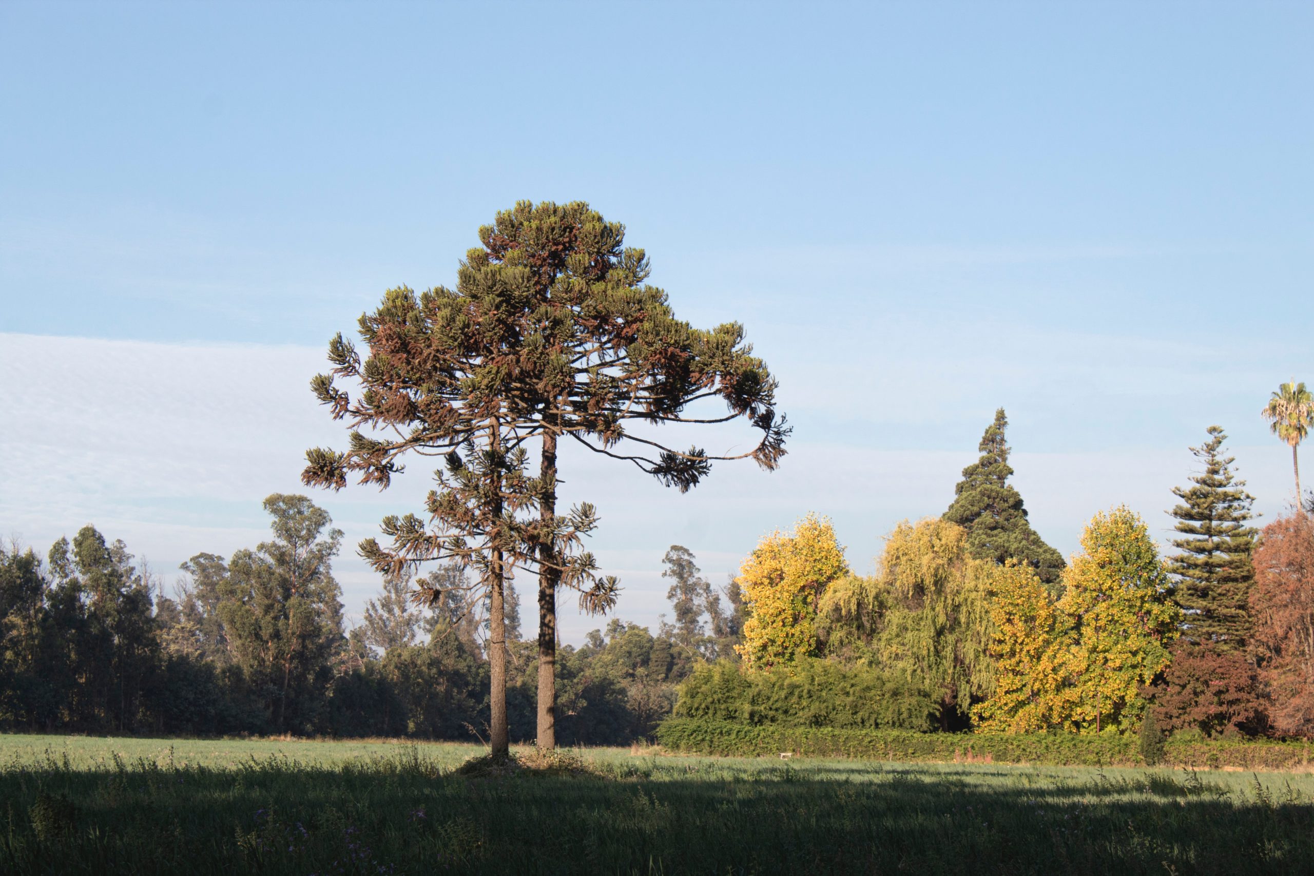 Pexels estphotography nature 7562859 scaled